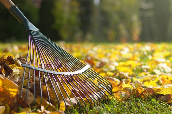 Leaf Cleanup Service in Port Charlotte