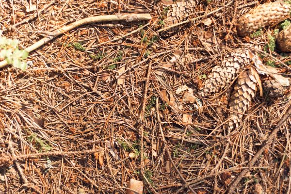 Pine Needles Removal in Port Charlotte