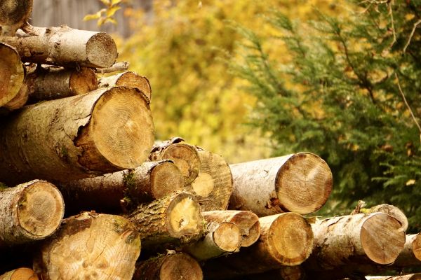 Wood Pile Removal in Port Charlotte