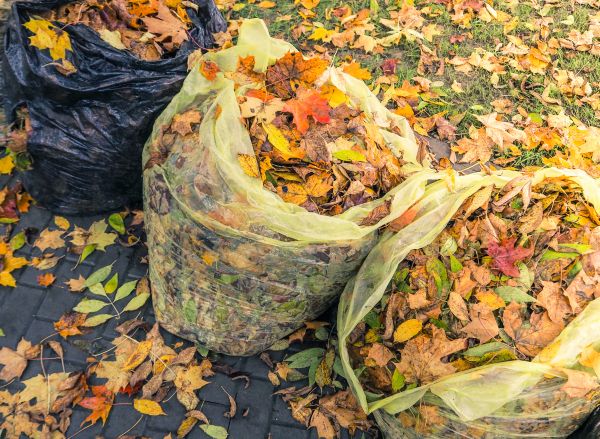 Yard Cleanup Service in Port Charlotte