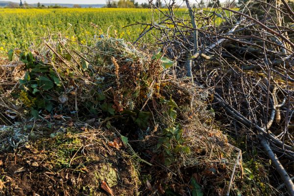 Brush Disposal in Port Charlotte