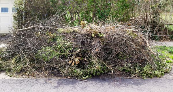 Tree Limb Cleanup in Port Charlotte