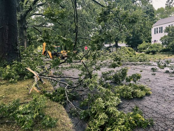 Tree Branch Disposal in Port Charlotte
