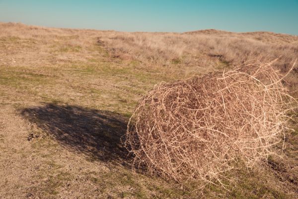 Tumbleweed Removal in Port Charlotte