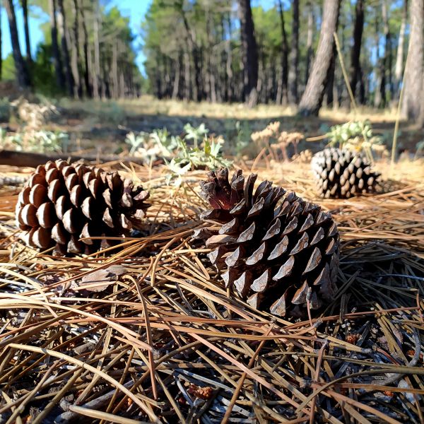 Pine Cone Removal in Port Charlotte