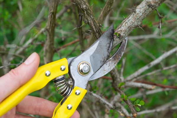 Limbs Removal in Port Charlotte