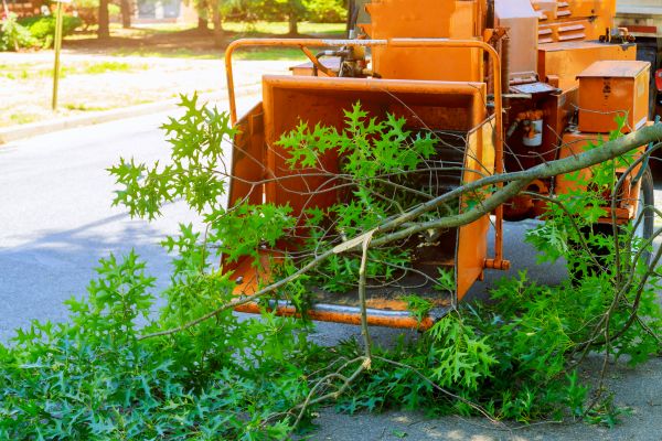 Tree Branches Removal in Port Charlotte
