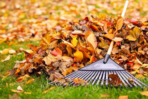 Yard Leaf Removal in Port Charlotte