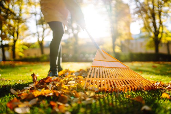 Leaves Raking in Port Charlotte