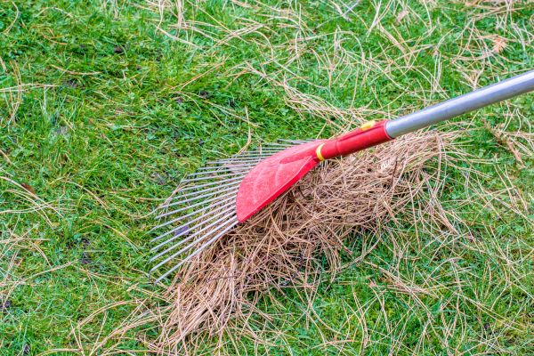 Yard Raking in Port Charlotte