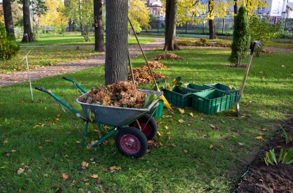Leaf Clearing Service in Port Charlotte