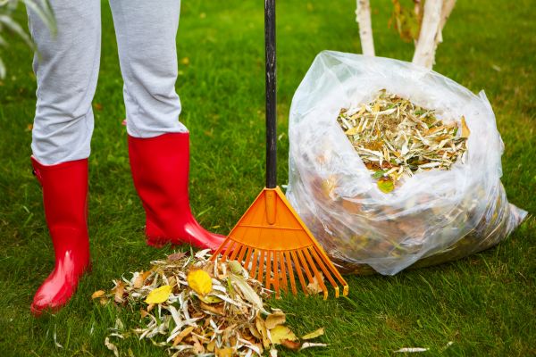 Lawn Leaf Clearing