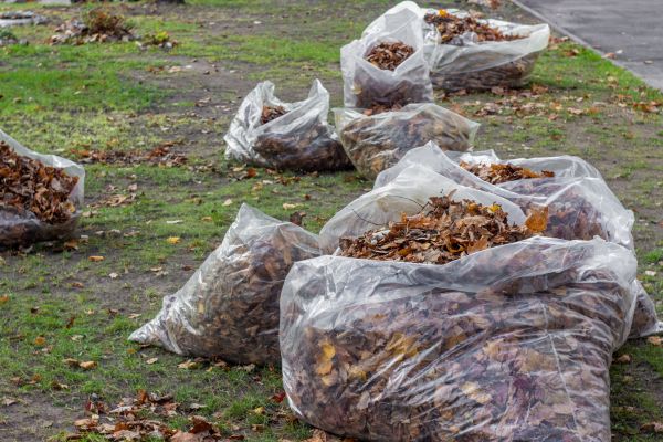 Leaf Pile Disposal in Port Charlotte