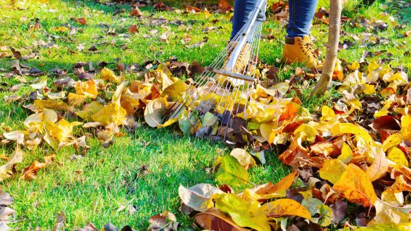 Lawn Cleanup Service in Port Charlotte