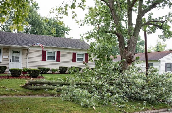 Fallen Branch Removal in Port Charlotte