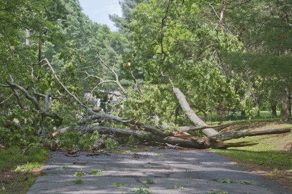Tree Debris Removal in Port Charlotte