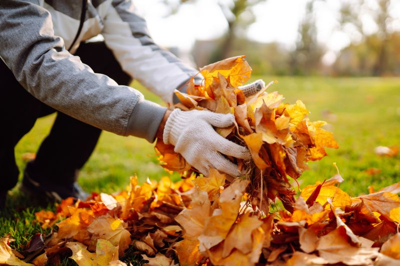 Collected Fall Leaves